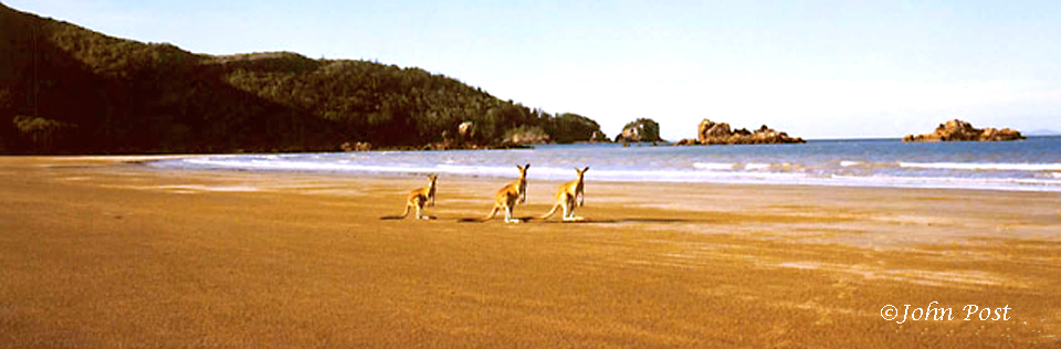 3 Kangaroos on Beach