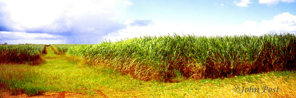 View of sugar cane field