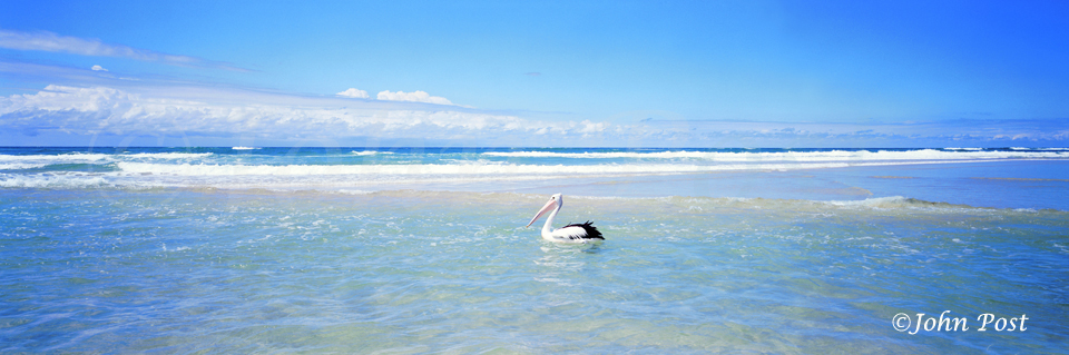 Pelican, floating in Ocean, stradbroke island, Queensland, Australia
