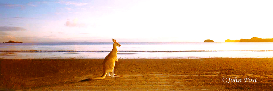 Kangaroo on beach at sunrise