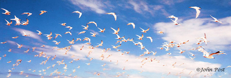 flock of seabirds