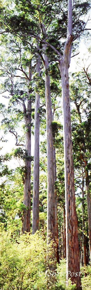 View of four 4 tall Karri trees
