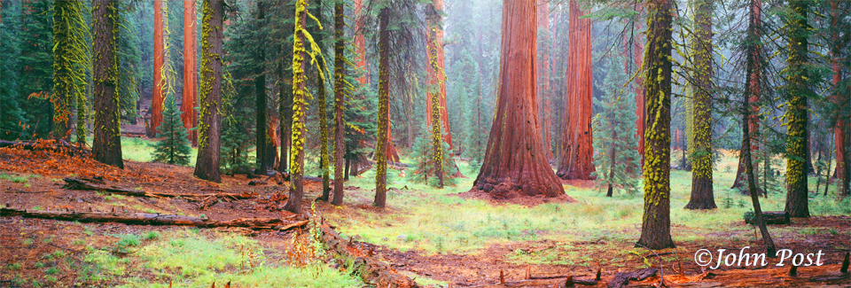 Sequoia Meadow Forest