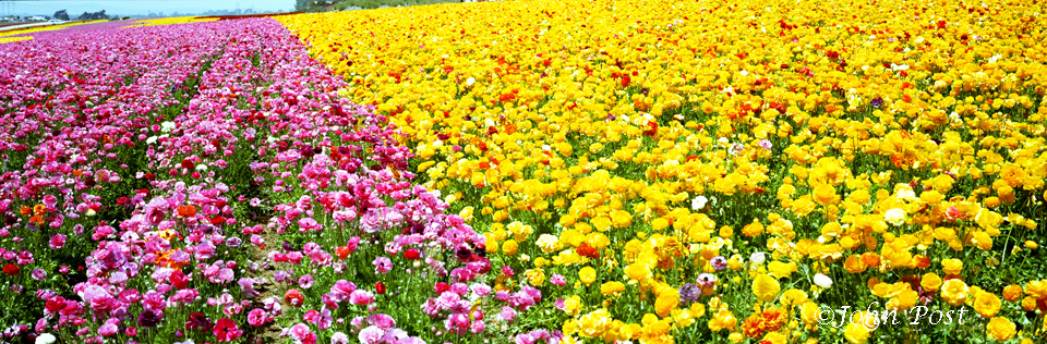 Carlsbad - Flower farm