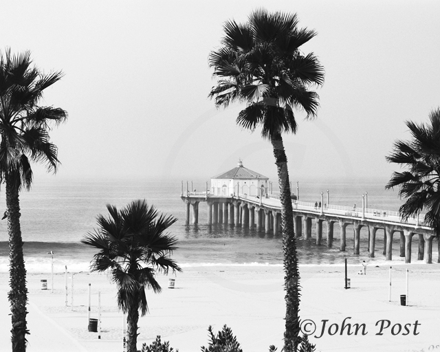 View of Manhattan beach pier thru palm trees - in black and white.