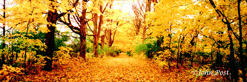 Leaf covered lane fall colors
