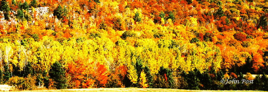 woods colors