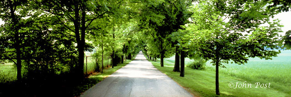 Road thru green trees