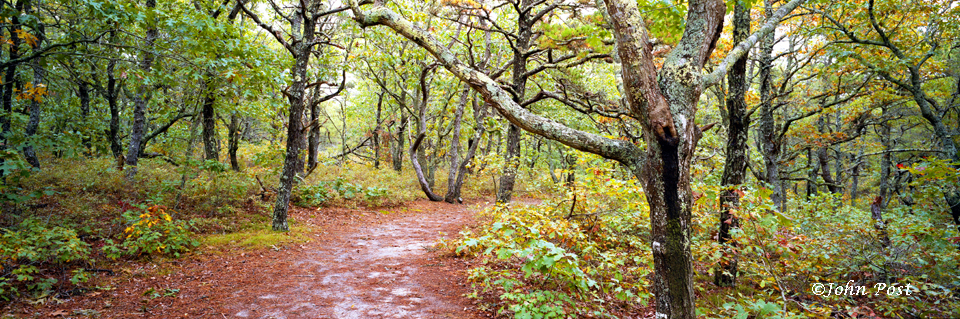 Cape Cod Forest