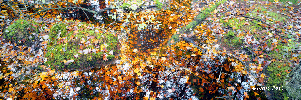 View of forest floor leaves & water