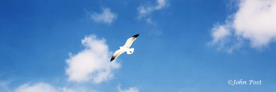looking up at hovering seagull and clouds