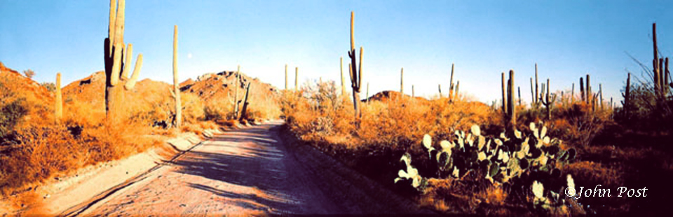 Seguaro National Park, Cactus